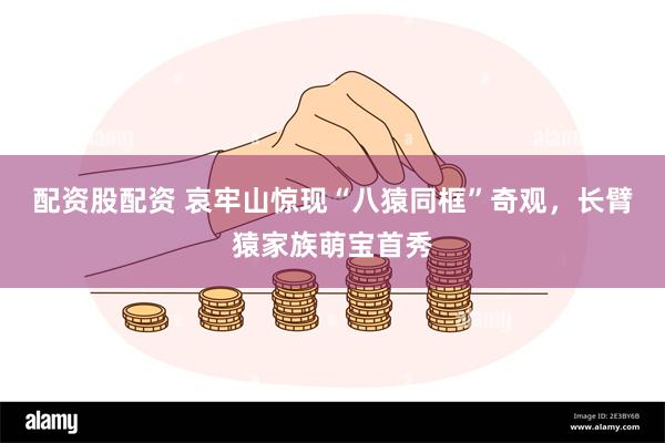 配资股配资 哀牢山惊现“八猿同框”奇观，长臂猿家族萌宝首秀